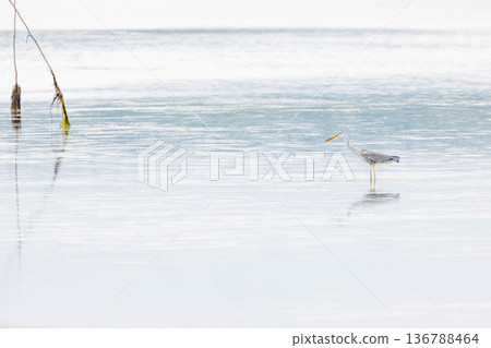 Gray heron Gray heron 136788464