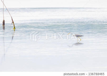 Gray heron Gray heron 136788465