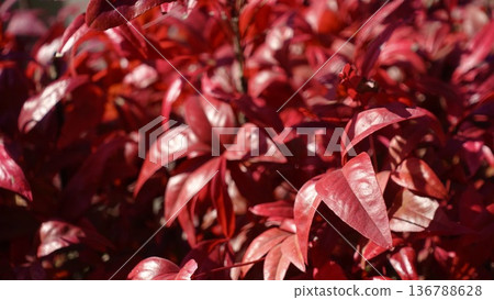 Bright red autumn leaves of Otafuku Nandina Bright red autumn leaves of Otafuku Nandina 136788628