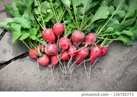 Bunch of fresh radishes with soil traces and leafy tops Bunch of fresh radishes with soil traces and leafy tops 136788773