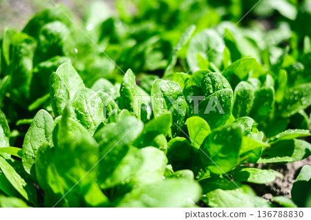 Fresh young spinach leaves growing in sunny vegetable garden bed Fresh young spinach leaves growing in sunny vegetable garden bed 136788830