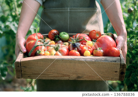 Hands holding wooden crate filled with ripe tomatoes Hands holding wooden crate filled with ripe tomatoes 136788836