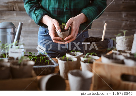 Male hands holding young pepper plant in peat pot Male hands holding young pepper plant in peat pot 136788845