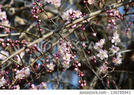 Dangling plum 136788941