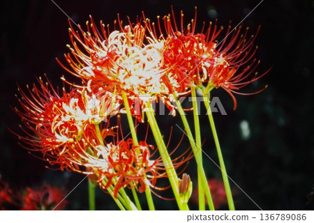 Clusters of red spider lilies and bokeh Autumn natural scenery Clusters of red spider lilies and bokeh Autumn natural scenery 136789086