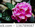 Close-up of pink hydrangeas wet with rain | Film photography, flowers, early summer scenery 136789087