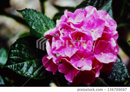 Close-up of pink hydrangeas wet with rain | Film photography, flowers, early summer scenery Close-up of pink hydrangeas wet with rain | Film photography, flowers, early summer scenery 136789087
