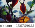 Close-up of a plant with red berries | Beautiful film photography with transmitted light, nature, autumn atmosphere 136789088