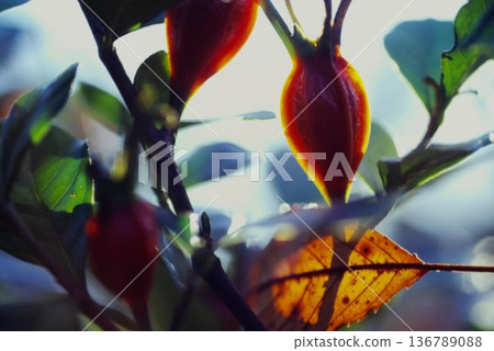 Close-up of a plant with red berries | Beautiful film photography with transmitted light, nature, autumn atmosphere Close-up of a plant with red berries | Beautiful film photography with transmitted light, nature, autumn atmosphere 136789088