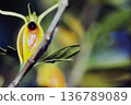 Close-up of a plant bursting with yellow fruit | Black seeds and beautiful natural light film photography 136789089