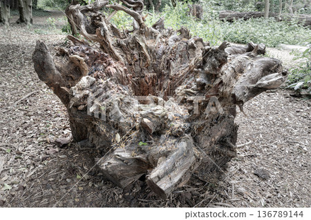 In a state of natural decay, this tree stump reveals the intricate textures of a life once lived.  136789144