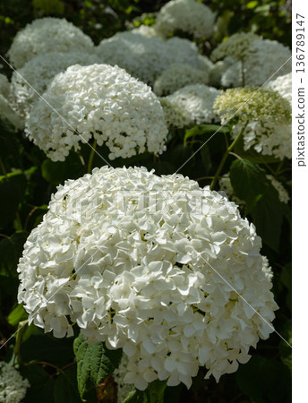 Renowned as the smooth hydrangea, this hardy deciduous shrub offers a dramatic garden presence. Renowned as the smooth hydrangea, this hardy deciduous shrub offers a dramatic garden presence. 136789147