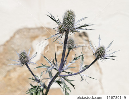 With its sharp, sculptural silhouette and brilliant violet hues, the Sea Holly brings a touch of the wild to the cultivated garden. 136789149