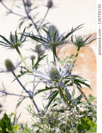 Belonging to the genus Eryngium, Sea Holly (or blue thistle) features a distinctive spiky, thistle-like appearance, often in a steel-blue or violet-blue coloration. Belonging to the genus Eryngium, Sea Holly (or blue thistle) features a distinctive spiky, thistle-like appearance, often in a steel-blue or violet-blue coloration. 136789150