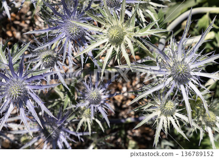 Known colloquially as the blue thistle, Sea Holly is a masterpiece of texture and light. Its striking, architectural forms are bathed in a brilliant violet-blue, creating a cool-toned focal point in Known colloquially as the blue thistle, Sea Holly is a masterpiece of texture and light. Its striking, architectural forms are bathed in a brilliant violet-blue, creating a cool-toned focal point in 136789152