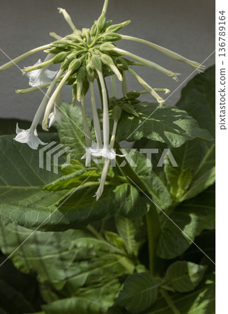 Often called South American tobacco, Nicotiana sylvestris belongs to the same family as the tomato and potato. It is a stately plant defined by broad leaves and elegant. Often called South American tobacco, Nicotiana sylvestris belongs to the same family as the tomato and potato. It is a stately plant defined by broad leaves and elegant. 136789164