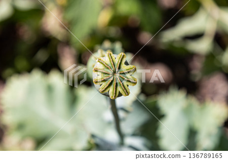 The Opium Poppy (Papaver somniferum) seed capsule reveals a masterpiece of natural engineering. Viewed from above, the crown (stigmatic disc) forms a striking, geometric focal point with velvety, The Opium Poppy (Papaver somniferum) seed capsule reveals a masterpiece of natural engineering. Viewed from above, the crown (stigmatic disc) forms a striking, geometric focal point with velvety, 136789165