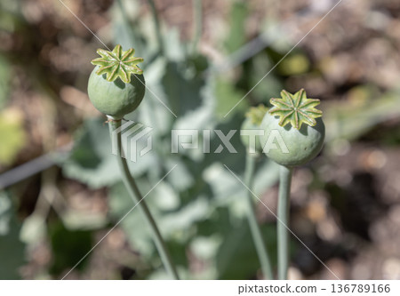 Beyond its striking flowers and iconic seed capsules, the Opium Poppy (Papaver somniferum) carries a complex reputation. Beyond its striking flowers and iconic seed capsules, the Opium Poppy (Papaver somniferum) carries a complex reputation. 136789166