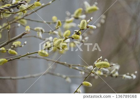 春天寵物貓柳 136789168