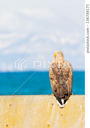 White-tailed eagle 136789175