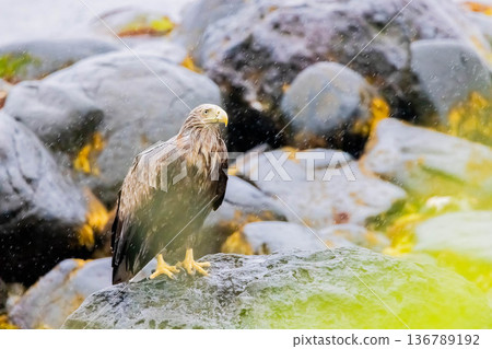White-tailed eagle White-tailed eagle 136789192
