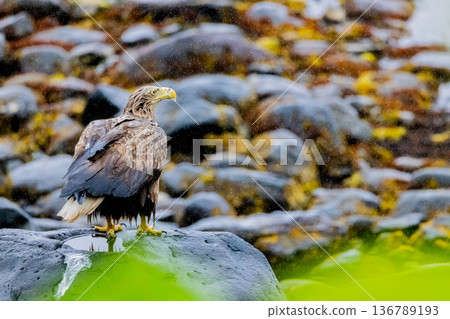 White-tailed eagle 136789193
