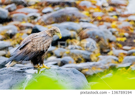 White-tailed eagle White-tailed eagle 136789194