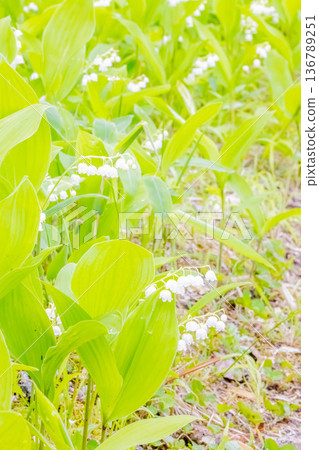 Lily of the valley Lily of the valley 136789251