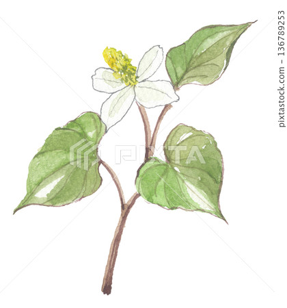 Dokudami drawn in watercolor 136789253