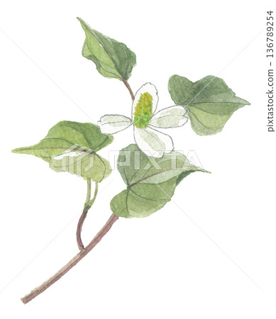 Dokudami drawn in watercolor 136789254