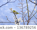 White-eye that sucks the nectar of plum blossoms 136789256