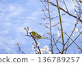 White-eye that sucks the nectar of plum blossoms 136789257