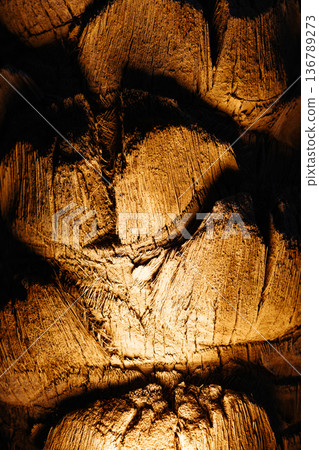 Palm bark texture. Wood texture close-up.Wooden background, in dark tones illuminated from below. 136789273