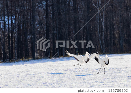 Landing of cranes Landing of cranes 136789302