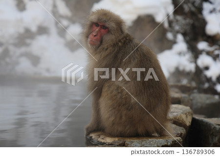 Jigokudani Monkey Park Monkey 136789306