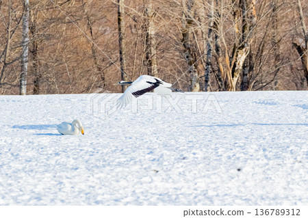 譚和天鵝 譚和天鵝 136789312