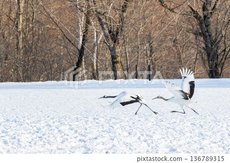 The flying bird The flying bird 136789315