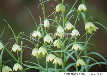 Morel lily flowers beginning to bloom 136789340