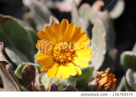 冬季花園裡盛開的橘色萬壽菊 136789374
