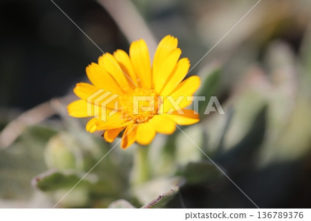 冬季花園裡盛開的橘色萬壽菊 冬季花園裡盛開的橘色萬壽菊 136789376