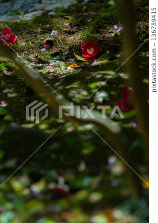 茶花 茶花 136789415