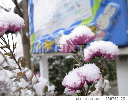 Crown of snow 136789425