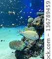 魚兒在水族箱裡游來游去 136789459