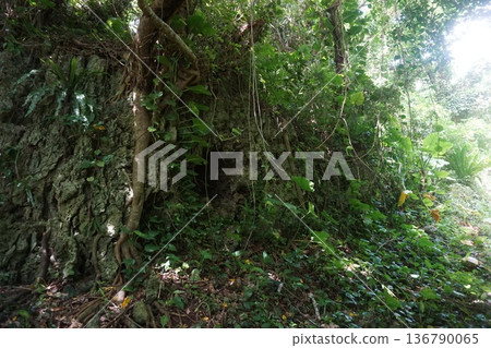 Okinawa castle scenery Okinawa castle scenery 136790065