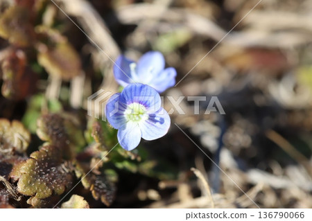 Blue iris flowers blooming in the winter field Blue iris flowers blooming in the winter field 136790066