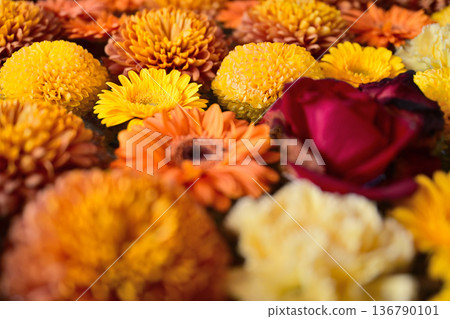 浮在水面上的花 136790101