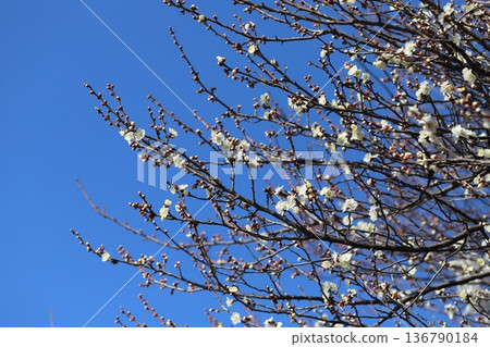 冬季公園盛開的白梅花 136790184