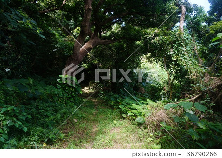 在沖繩的風景 在沖繩的風景 136790266