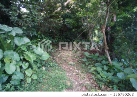 In the Okinawa landscape 136790268