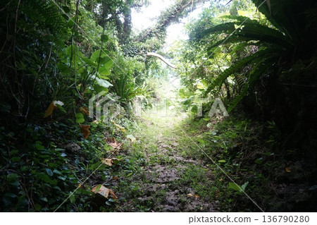 In the Okinawa landscape In the Okinawa landscape 136790280